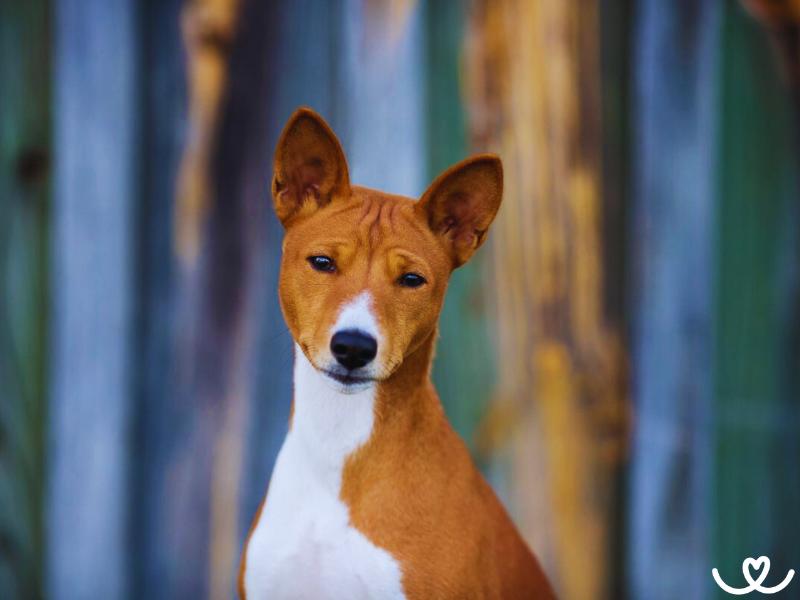 Psi-plemeno-basenji (16)